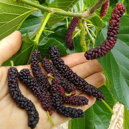 Morus macroura black - morus, pakistan