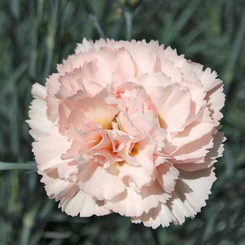 Dianthus widecombe fair - dianthus,