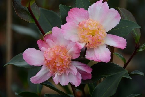 Camellia sasanqua choji guruma - camellia,