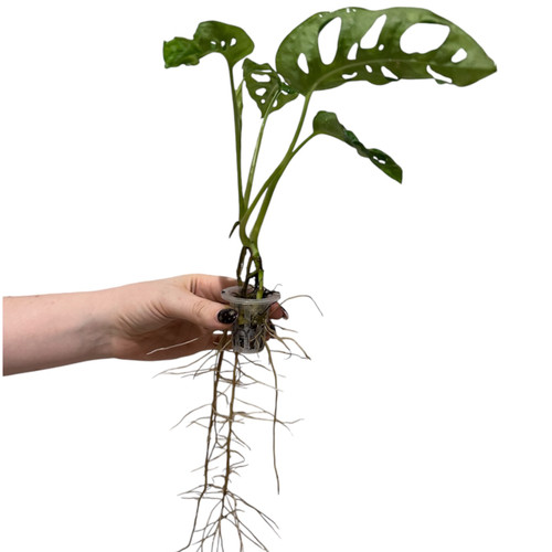 Monstera adansonii monkey - monstera, 'monkey