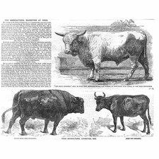 Prize Cattle; West Highland Breed, Kerry Cow, Angus Bull - Antique Print 1856