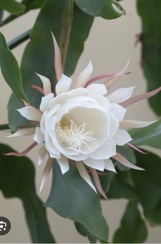 Epiphyllum orchid cactus - orchid,