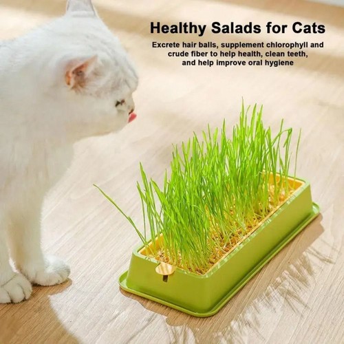 1xcat grass planting - grass, box