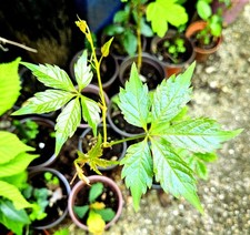Virginia Creeper -