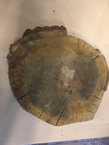 Oak wood tree - log, section