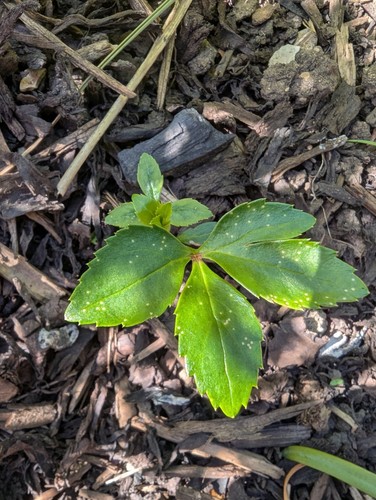 Hellebore foetidus - 1,