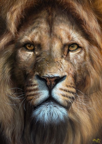Original oil painting lion - , 30*