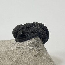 Trilobite Fossil On Natural