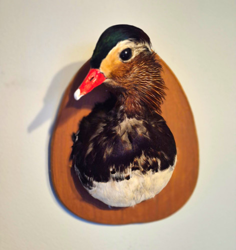 Taxidermy mandarin head wall - taxidermy,