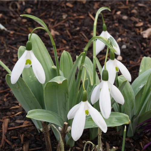 Galanthus elwesii giant - elwesii, –