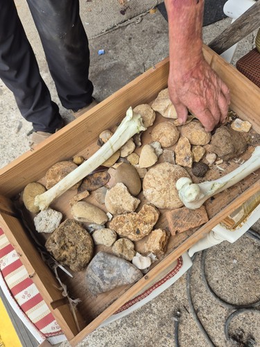 Job lot fossils - job,