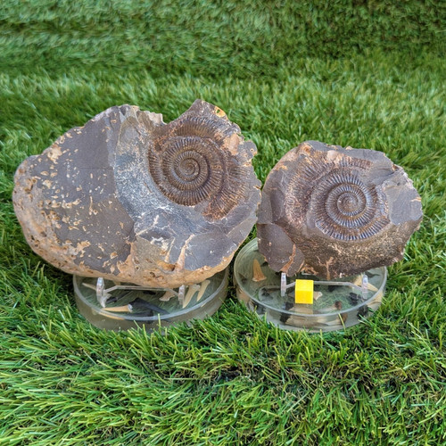 Large dactylioceras ammonite - large,