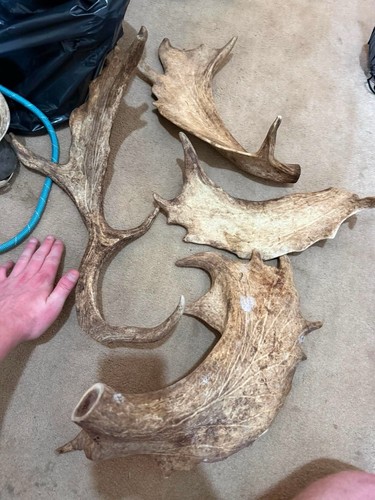 Giant deer antler - antler, for