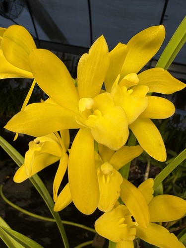 Cymbidium golden elf - cymbidium,