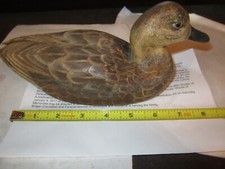 EARLY BLUE WING HEN TEAL