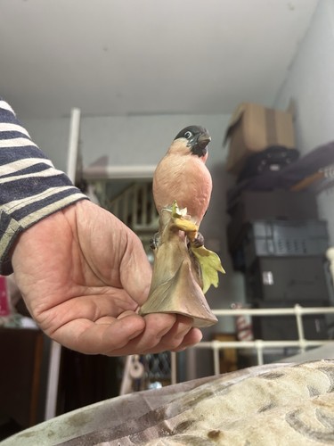 Unbranded bullfinch figurine - ,