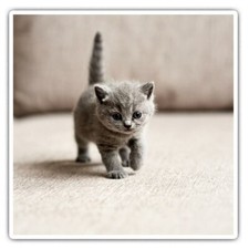 2 x Square Stickers 7.5 cm -