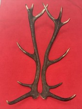 PAIR OF RED DEER ANTLERS 1.33kg.   aprox. 68/69cm.