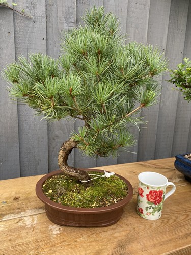 Bonsai tree japanese - tree, white