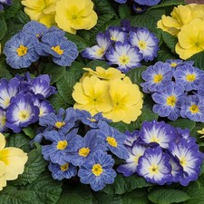 Primrose 'Alaska Sunshine Mix'. Plug Plant x6. Primula, winter bedding flowers