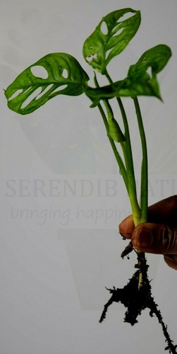 Monstera adansonii swiss - monstera,