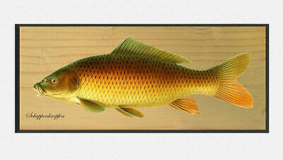 Scale carp cyprinus carpio - carp,