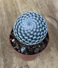 Mammillaria Microthele Superfina | Cactus Rare | 6cm Pot | Rooted