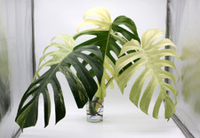 Monstera MINT NOID "JUNGLE