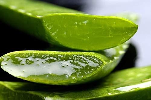 30cm aloe vera x - vera,