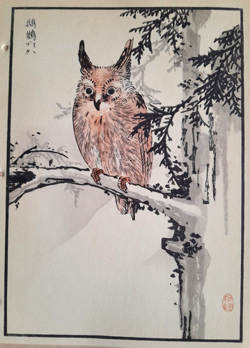Bairei scops owl japanese - scops,