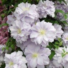 1 X Louise Rowe  Clematis Plug