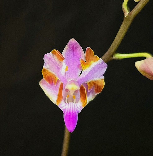 Rare phalaenopsis pulcherrima - phalaenopsis,