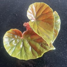 Begonia Indoor Plant Green Foliage Red Under Leaf Healthy Rooted Cutting 13x16cm