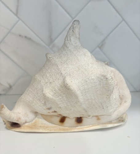 Seashell natural horned queen - seashell,