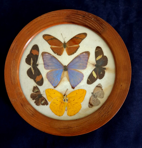 Vintage butterfly moth - /,