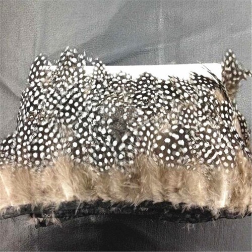 100cm guinea fowl feather - guinea,
