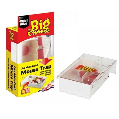 The big cheese live - big,