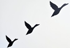 Retro Flying Duck Vinyl Wall