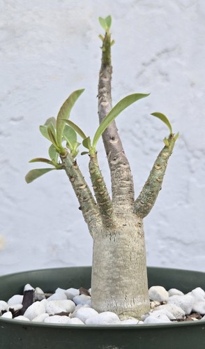 Arabicum rcn desert rose - rcn,