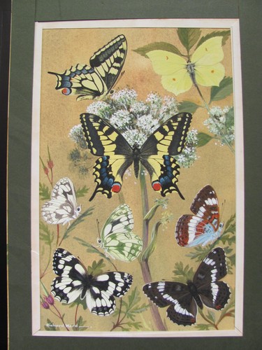 British butterflies - butterflies, (1)