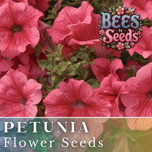 1000 exquisite ruby - 1000+, petunia
