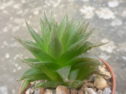 Haworthia cooperi - , v