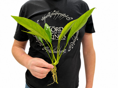 Anubias congensis live - anubias,