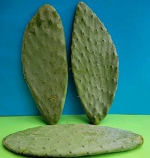 4 x XL 20cm - 30cm Opuntia