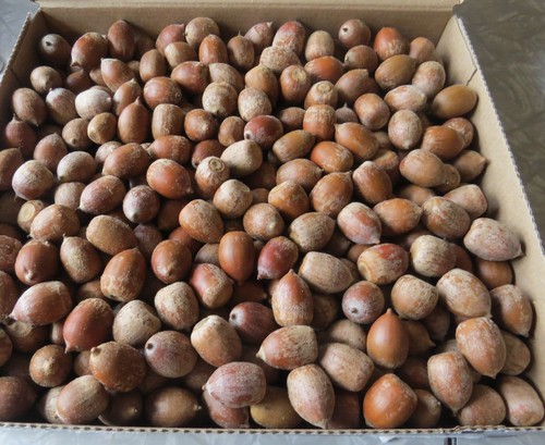 Lot lbs medium - 3, oak