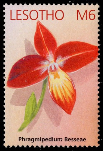 Lesotho 1323a native orchids - lesotho,