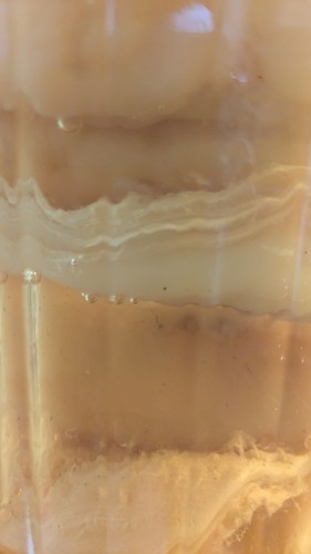 Kombucha scooby starter - in,