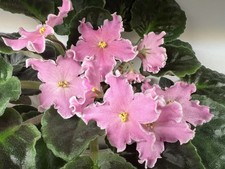 African Violet Saintpaulia