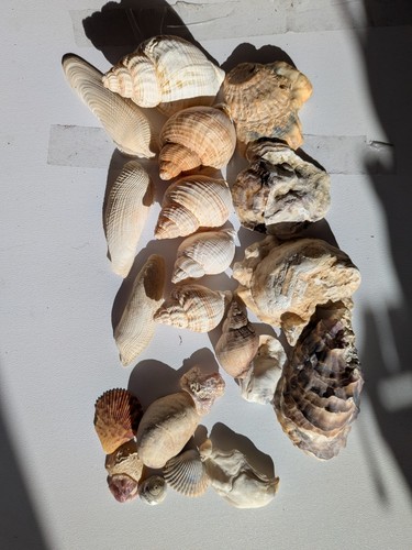 Sea shells mixed size colours - sea,