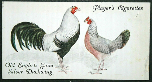 Old english game silver - ,